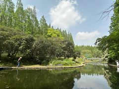 -上海共青森林公园