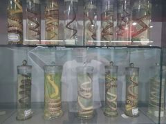 -郑州自然博物馆(惠济区)