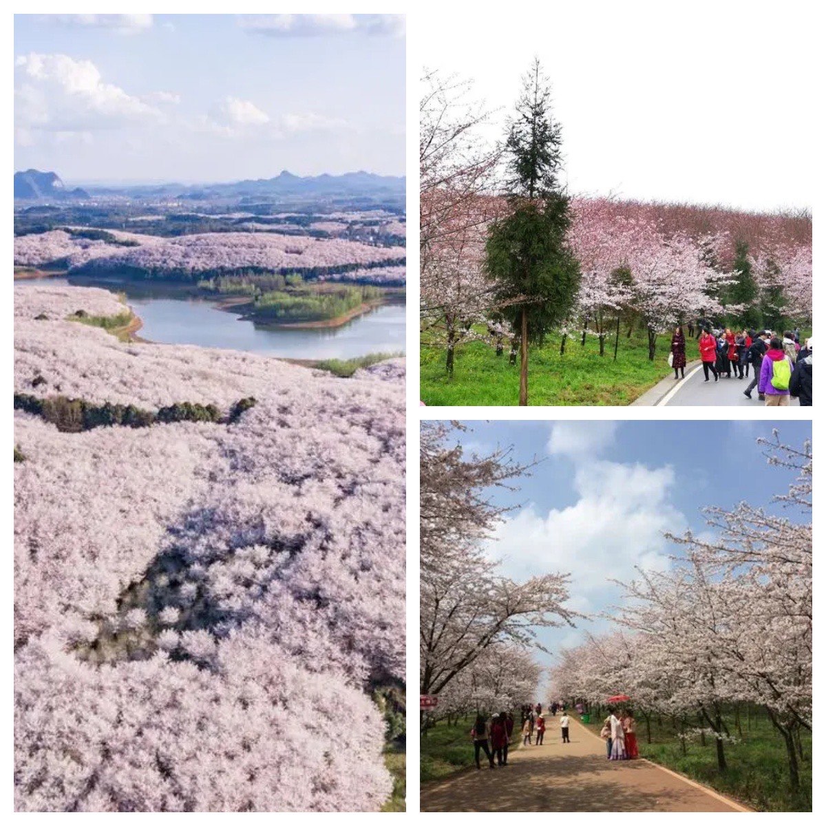 贵阳平坝农场樱花图片