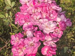 -白塔湖国家湿地公园