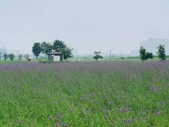 -洋湖国家湿地公园
