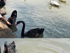 -上海野生动物园