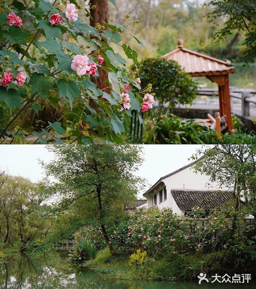 杭城秋日🍂赏桂好去处｜有个神仙村落桂花开啦💓