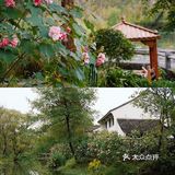 杭城秋日🍂赏桂好去处｜有个神仙村落桂花开啦💓