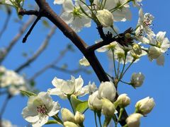 -八大山人梅湖景区
