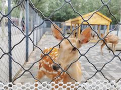 -长白岛森林公园