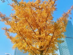 -重庆市江北嘴中央商务区中央公园