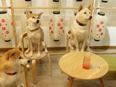 -柴迷FANS CLUB·柴犬狗咖·猫咖