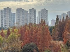 -青枫公园