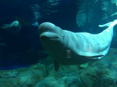 -广东省拱北口岸中国旅行社(华宾营业部)