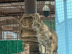 -青藏高原野生动物园