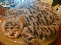 -猫色咖啡·猫咖