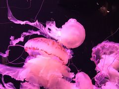 -成都浩海立方海洋公园