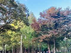 -新虹桥中心花园