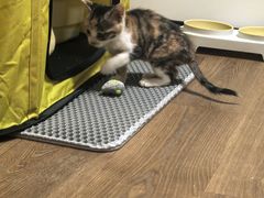 -纳吉亚猫专科动物医院·北北分院