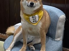 -逗柴咖啡屋·狗咖猫咖宠物桌游