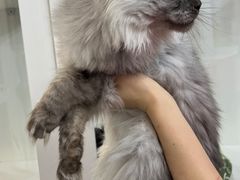 -青奢宠物·青奢猫舍