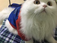-芭比堂动物医院广州顽皮分院