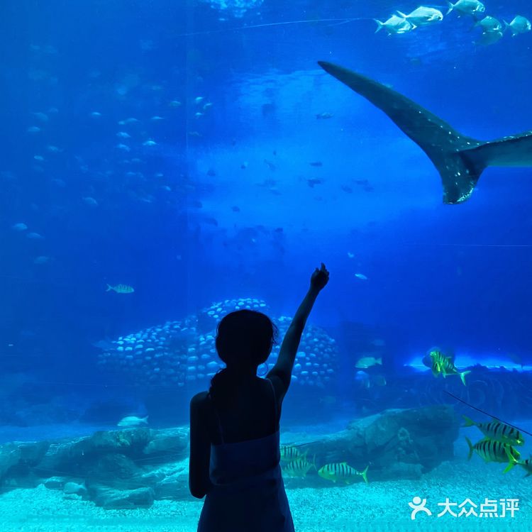 珠海长隆海洋王国 | 鲸鲨馆💯拍照攻略