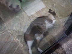 -猫咪博物馆(顶澳仔猫街店)