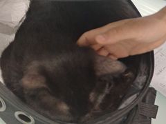 -宠福鑫康馨动物医院·骨科·眼科