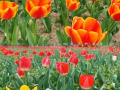 -北京国际鲜花港