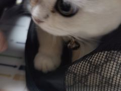 -瑞派长江宠物医院·猫科·外科·24小时夜护(谊城公寓分院)