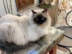 -喵屿·大理花园猫咖