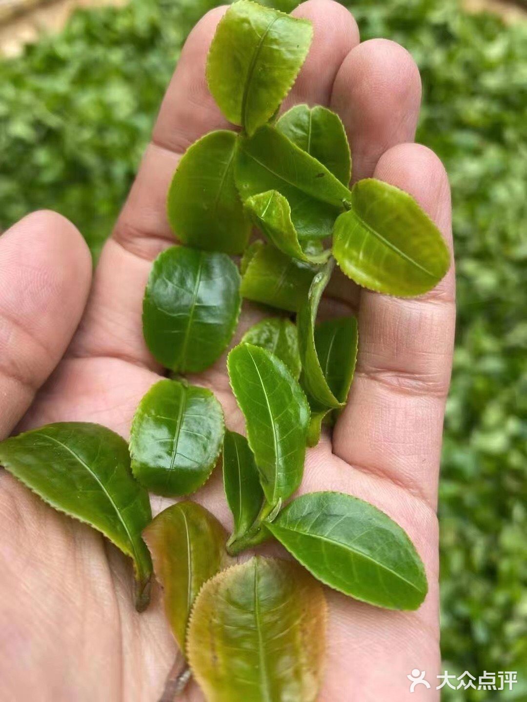 倚邦曼拱猫耳朵小叶种茶