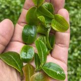 倚邦曼拱猫耳朵小叶种茶