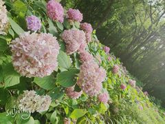 -上海滨江森林公园