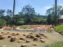 -新加坡飞禽公园