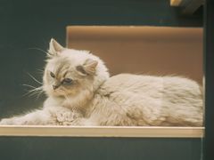 -瞄一喵猫咖(格力海岸店)
