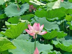 -西湖文化广场