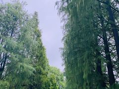 -贡湖湾湿地公园