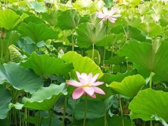 -莲花池公园
