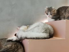 -猫儿山۰猫主题餐厅