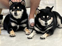 -柴犬小屋·柴餐厅·狗咖食堂(金鼎广场店)