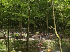 -牛背梁国家森林公园