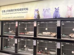 -翊宠yipet猫狗购宠庄园犬舍•猫舍