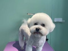 -喵宠乐园·撸猫互动·猫舍