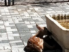 -长白岛森林公园