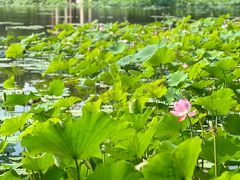 -荷塘月色湿地公园·向阳花洲