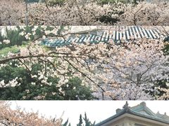 -武汉大学-樱园
