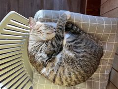 -海边的猫和咖啡馆