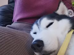 海参-Husky Go! 哈士奇体验馆·宠物咖啡厅狗咖