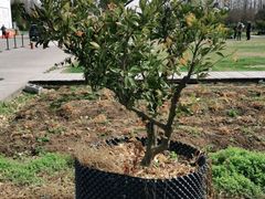 -前小桔亲子创意农场·草莓采摘·露营烧烤