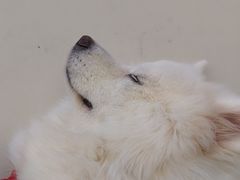 -怪兽屋·羊驼·猫咖·狗咖(俊华广场店)