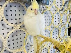 -吉丁鸟咖·异宠·寄养