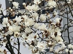 -陈家山荷花公园